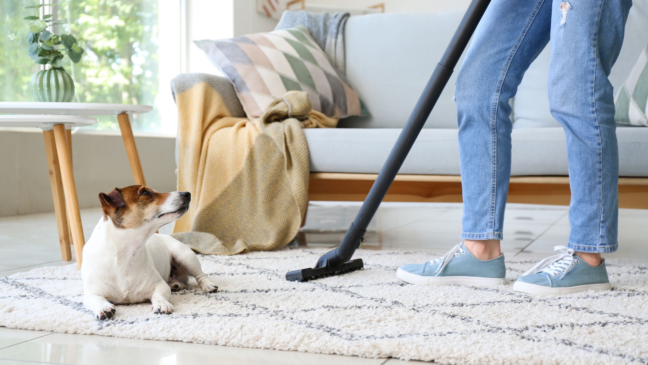 carpet cleaning service in dubai carpet cleaning service in dubai